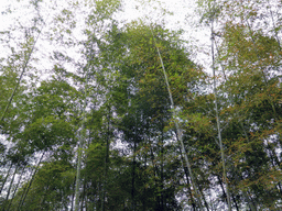 Bamboo trees at the path leading down from the Yongding Scenic Area viewing point to the Gaobei Tulou Cluster