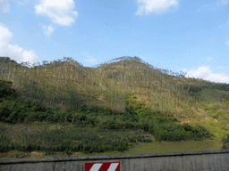 Trees near the Yongding Scenic Area with the Gaobei Tulou Cluster, viewed from the tour bus to Xiamen