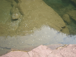 Little fish in the river at the Red Stone Gorge at the Mount Yuntaishan Global Geopark