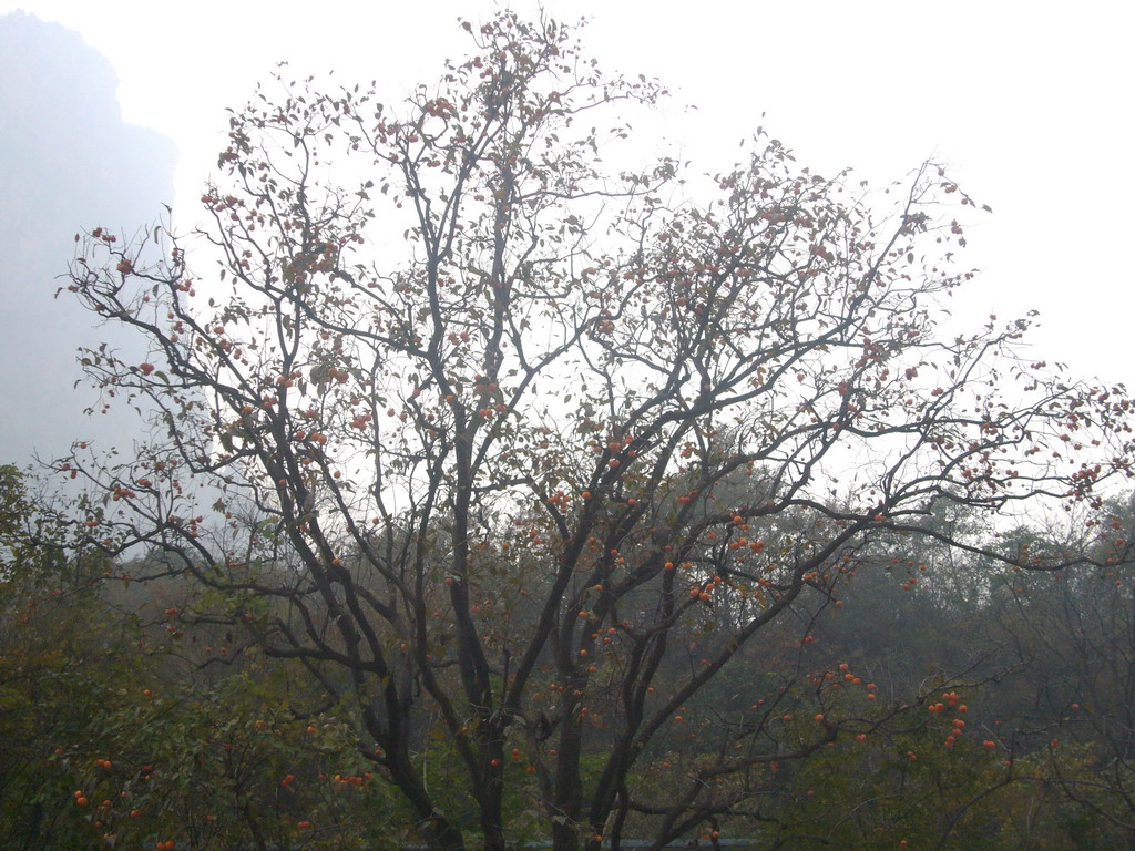 Fruit tree at the Mount Yuntaishan Global Geopark