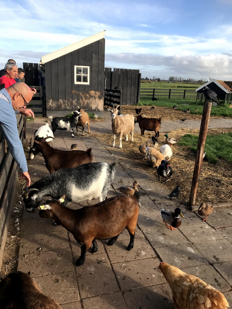 Goats, ducks and chickens at the Cheese Farm Catharina Hoeve at the Zaanse Schans neighbourhood