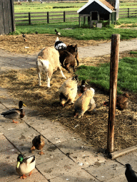 Goats, ducks and chickens at the Cheese Farm Catharina Hoeve at the Zaanse Schans neighbourhood