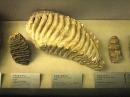 Fossil teeth and jawbone, at the Henan Provincial Museum