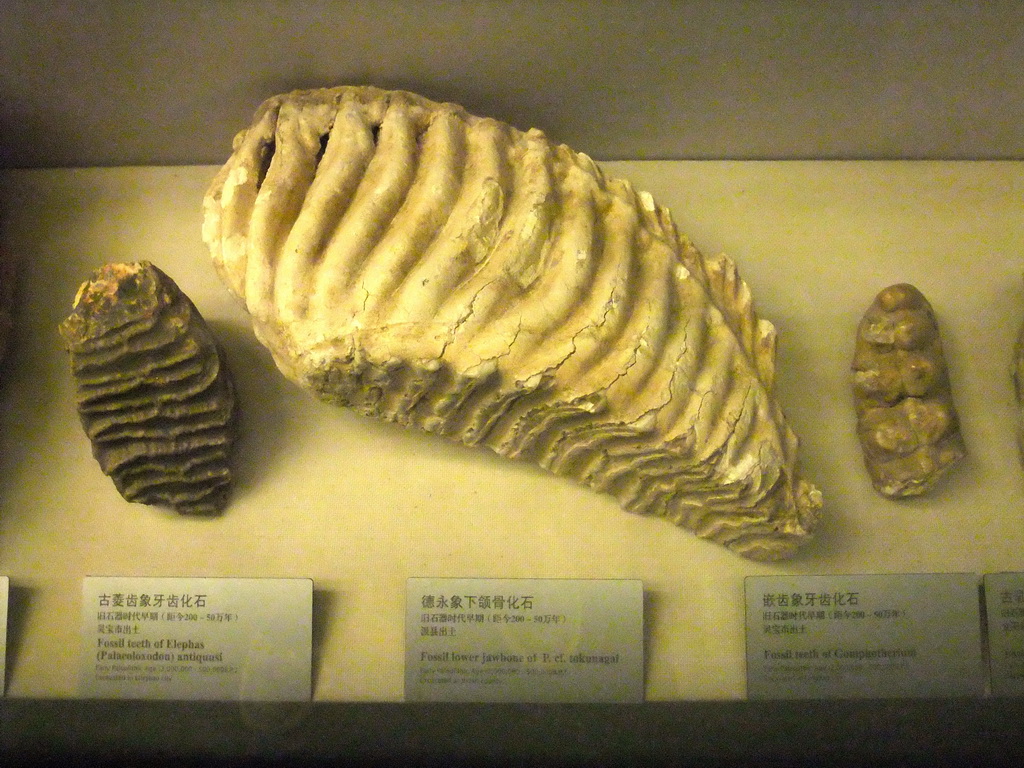 Fossil teeth and jawbone, at the Henan Provincial Museum