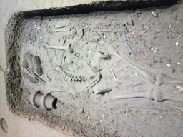 Skeleton at Tomb No. 344 at Jiahu Site, at the Henan Provincial Museum