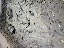 Skeleton at Tomb No. 344 at Jiahu Site, at the Henan Provincial Museum