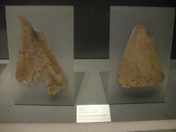 Oracles bones with divination inscriptions, at the Henan Provincial Museum
