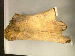 Oracles bone with divination inscription, at the Henan Provincial Museum