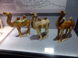 Porcelain statuettes of camels from the Tang Dynasty, in the temporary exhibition building of the Henan Museum, with explanation