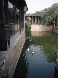 Geese in a canal at the Zhouzhuang Water Town