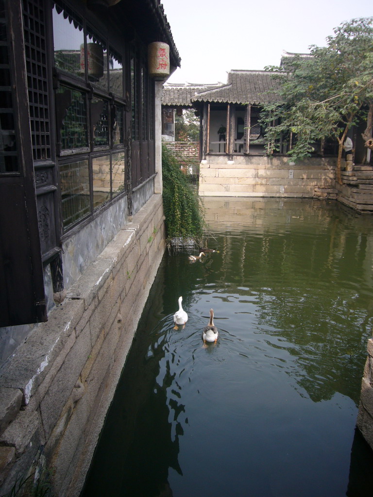 Geese in a canal at the Zhouzhuang Water Town