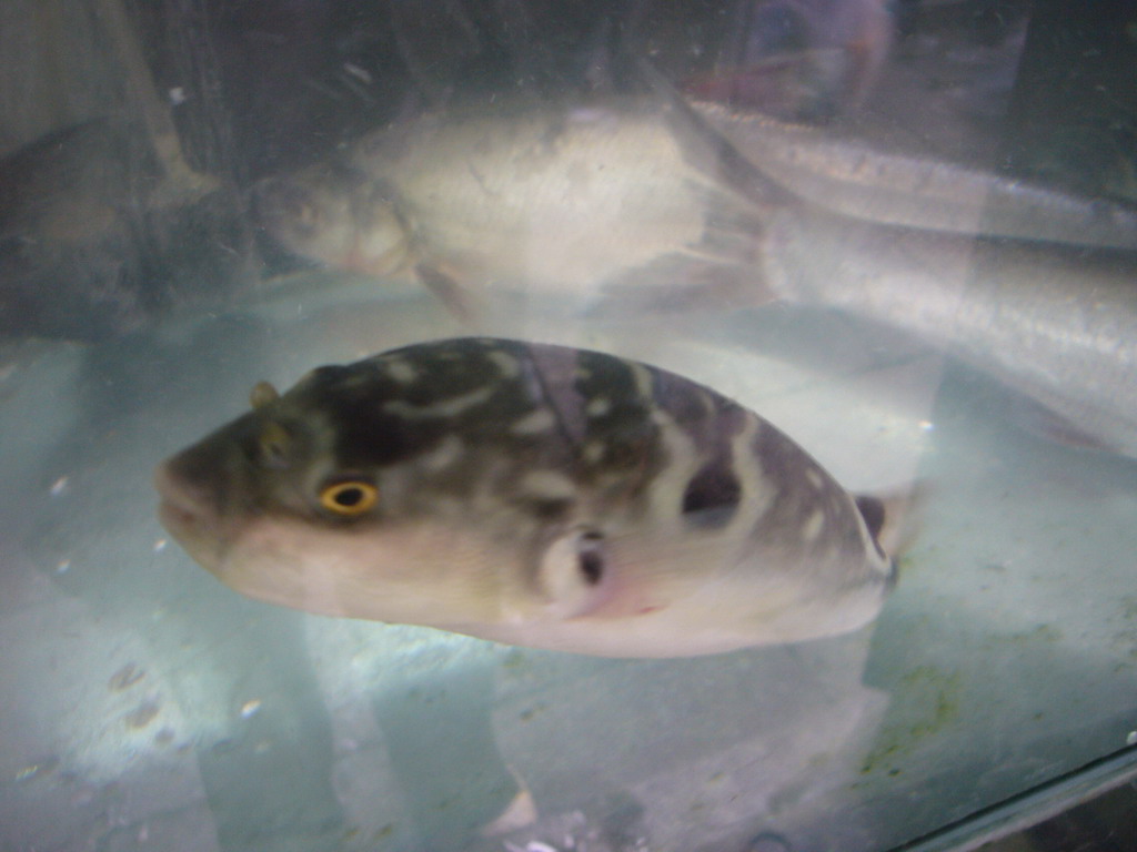 Fishes at a restaurant at the Zhouzhuang Water Town