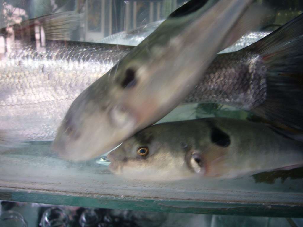 Fishes at a restaurant at the Zhouzhuang Water Town