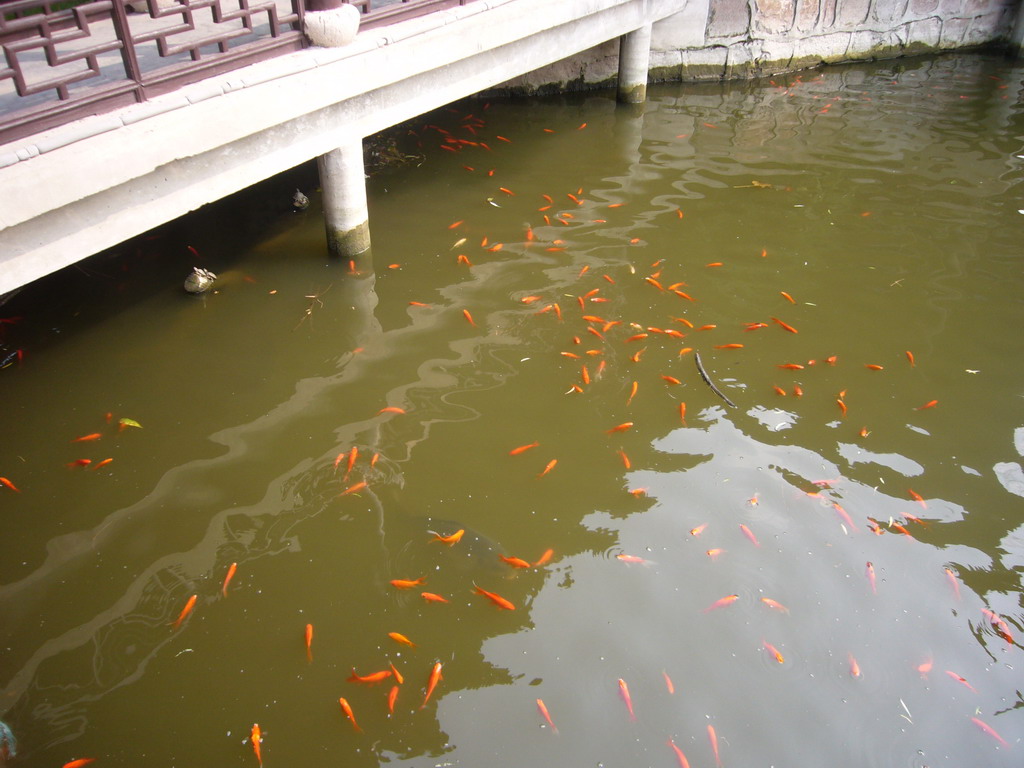 Goldfishes and turtles in the pond at the Chengxu Temple at the Zhouzhuang Water Town