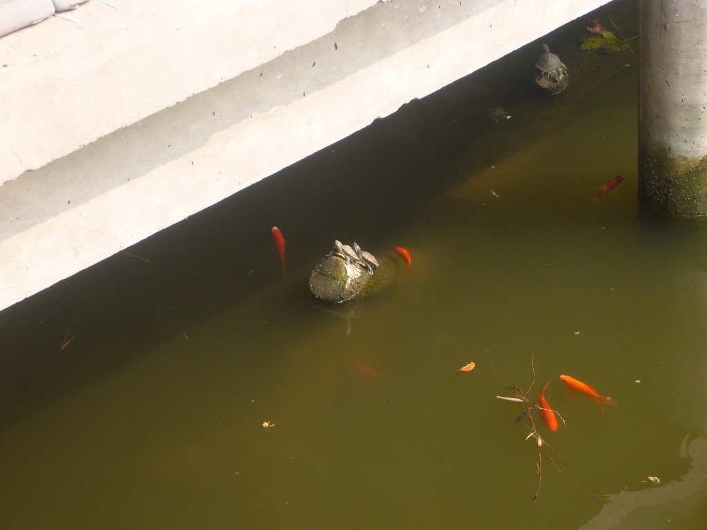 Goldfishes and turtles in the pond at the Chengxu Temple at the Zhouzhuang Water Town