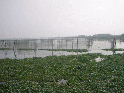 Plants and fishing nets at the Zhangshuiyu Lake, viewed from the Zhouzhuang Water Town