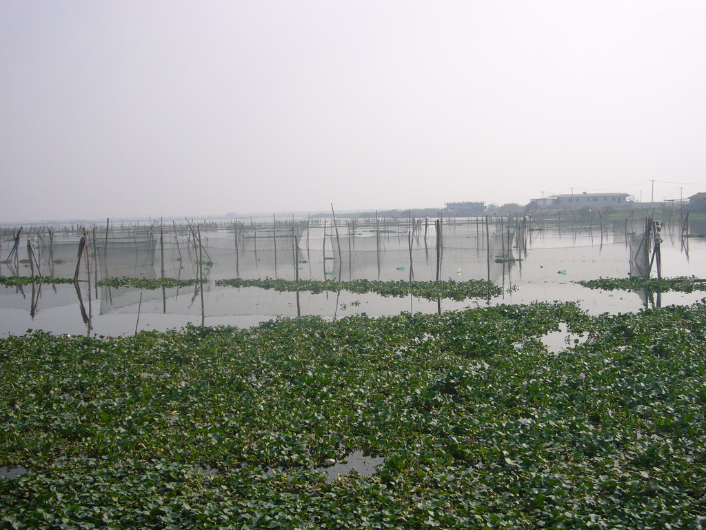 Plants and fishing nets at the Zhangshuiyu Lake, viewed from the Zhouzhuang Water Town