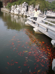 Goldfishes and Koi in the pond at the Chengxu Temple at the Zhouzhuang Water Town