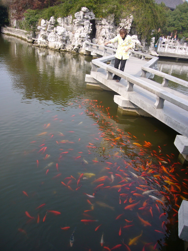 Goldfishes and Koi in the pond at the Chengxu Temple at the Zhouzhuang Water Town