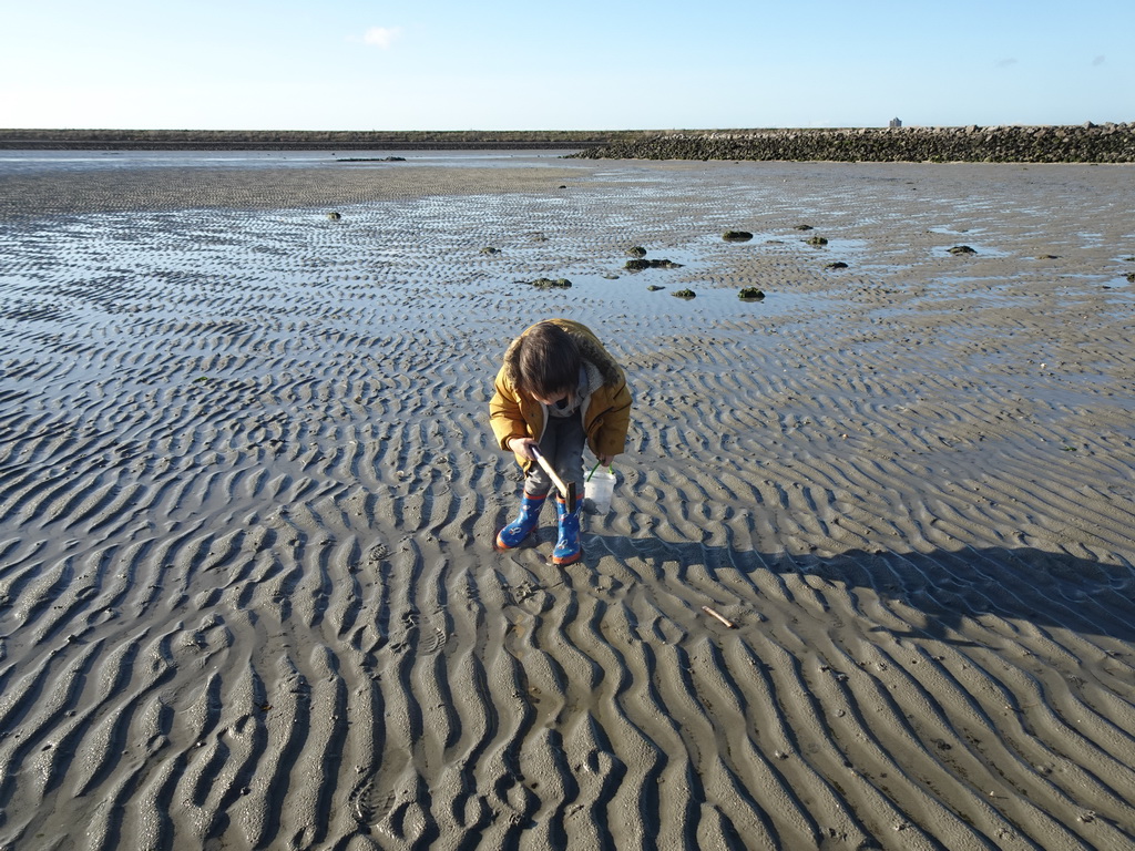 Max looking for shellfish at the Stille Strand beach