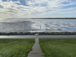 Miaomiao looking for shellfish at the Stille Strand beach and the Zeelandbrug bridge