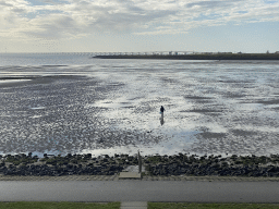 Miaomiao looking for shellfish at the Stille Strand beach and the Zeelandbrug bridge