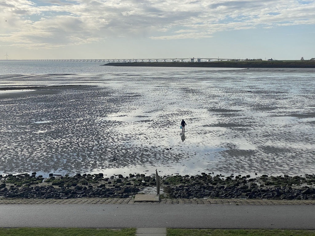 Miaomiao looking for shellfish at the Stille Strand beach and the Zeelandbrug bridge