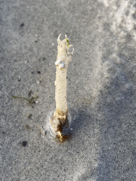 Small shellfish at the Stille Strand beach