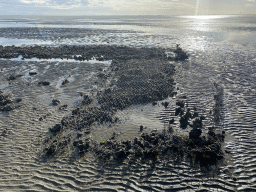 Artificial reef made of oysters at the Stille Strand beach