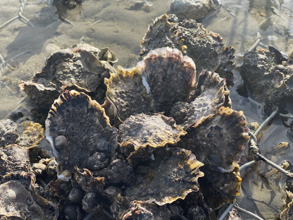 Oysters at the Stille Strand beach