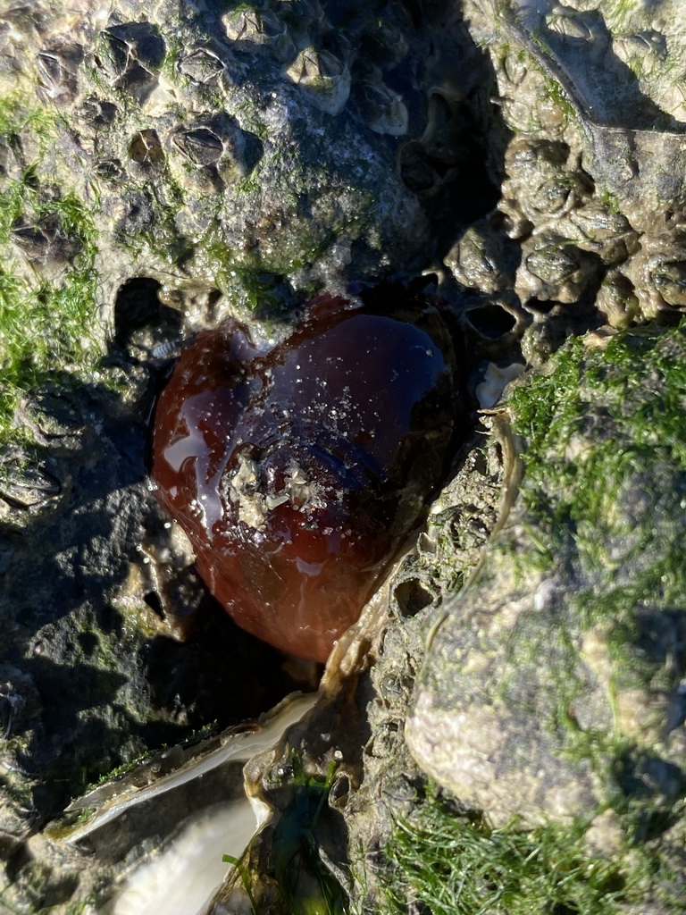 Sea anemone on a rock at the Stille Strand beach