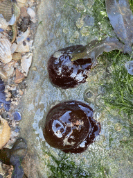 Sea anemones on a rock at the Stille Strand beach