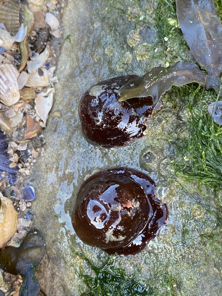 Sea anemones on a rock at the Stille Strand beach