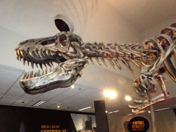 Tyrannosaurus Rex skeleton at the T-Rexpedition at Dinoland Zwolle
