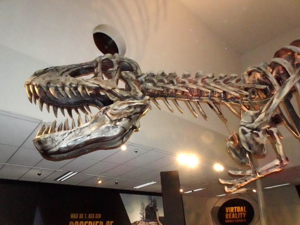 Tyrannosaurus Rex skeleton at the T-Rexpedition at Dinoland Zwolle