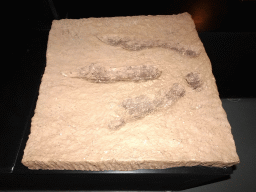 Footprint of a Tyrannosaurus Rex at the T-Rexpedition at Dinoland Zwolle