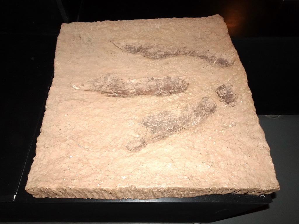 Footprint of a Tyrannosaurus Rex at the T-Rexpedition at Dinoland Zwolle