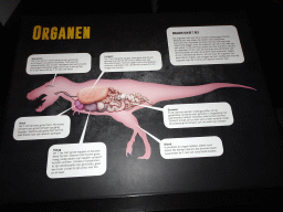 Information on the organs of a Tyrannosaurus Rex at the T-Rexpedition at Dinoland Zwolle