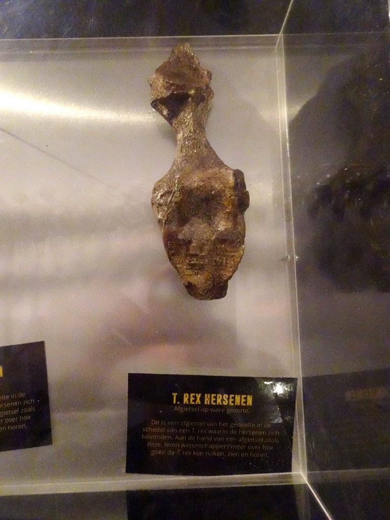 Model of the brains of a Tyrannosaurus Rex at the T-Rexpedition at Dinoland Zwolle, with explanation